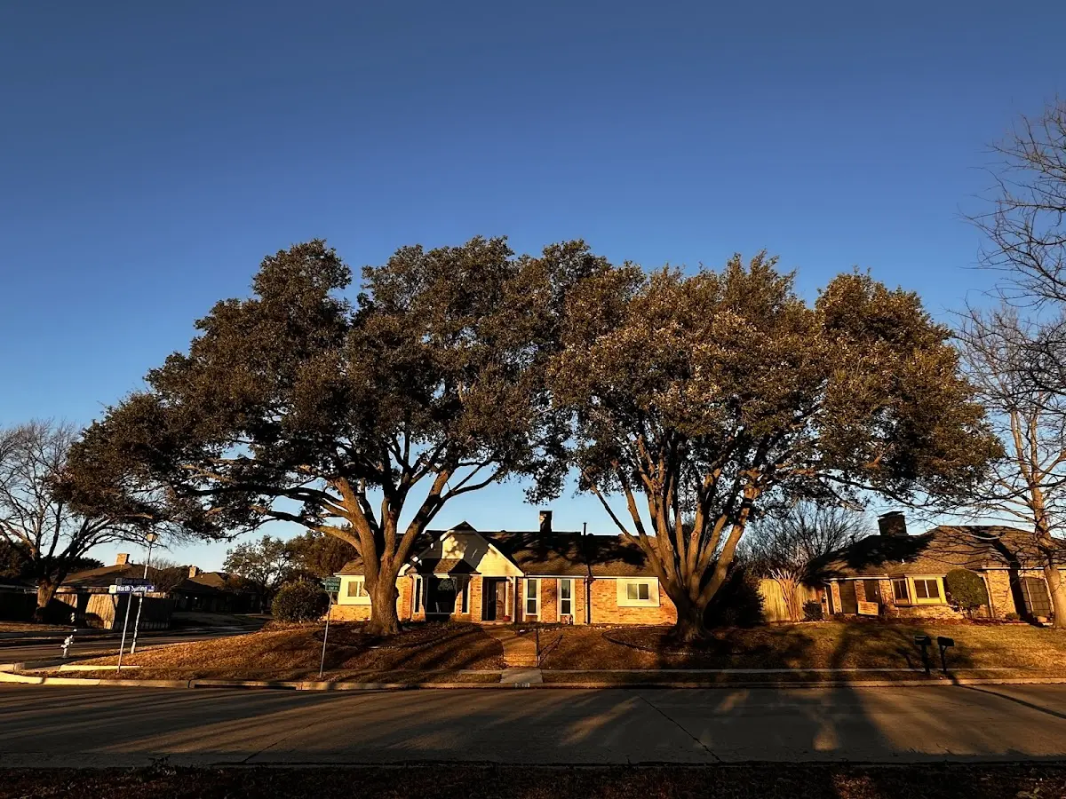 Established residential canopy tree shading a home in Marked Tree